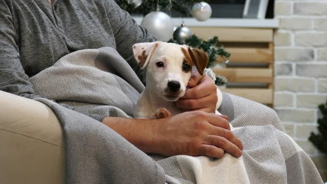 Small terrier puppy on the man's lap in studio with christmas tree on background.