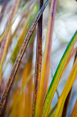 Obraz premium Colorful plant parts