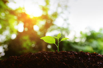 Seedlings grow in soil with sun light. Planting trees to reduce global warming. 