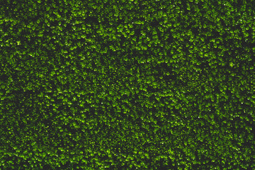 Artificial green leaves for background.
