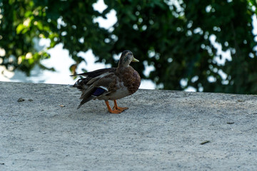 Duck in the park