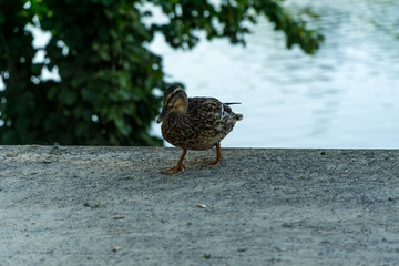 Duck in the park