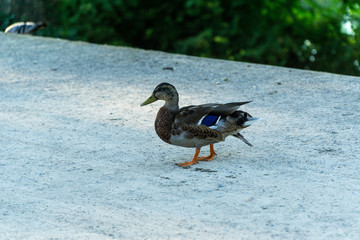 Duck in the park