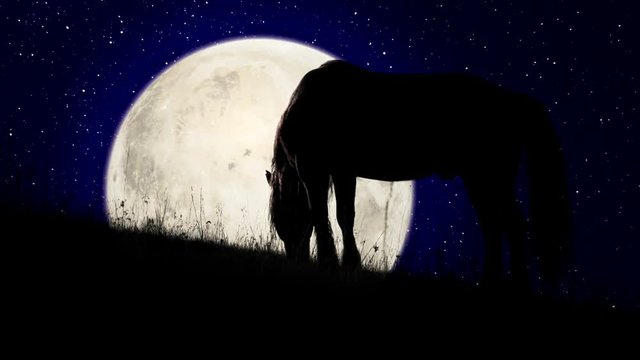 Night Pasture in the Light of the Moon. Dark horse silhouette slowly grazes against the starry sky and the rising moon