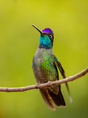 Kolibri in Costa Rica