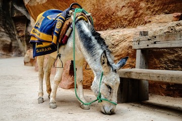 Donkey taxi waiting for tourists. Petra. Jordan.