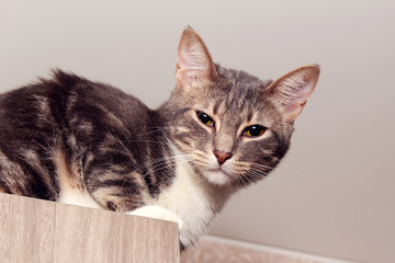 Fototapety na wymiar - Fototapeta24.pl