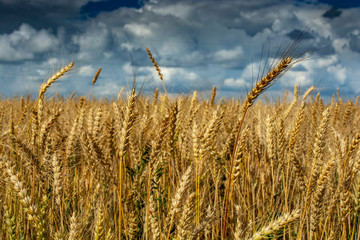 Fototapeta premium Жито