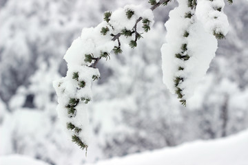 Tree branches snow covered green winter white sky