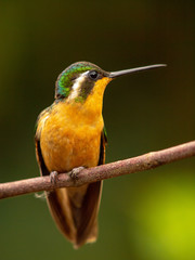 Kolibri in Costa Rica