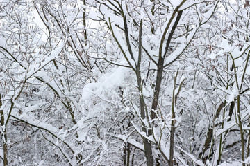 Trees woods forest snow covered bare winter white