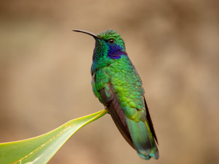 Kolibri in Costa Rica