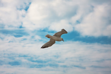 Photo of gull.