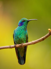 Kolibri in Costa Rica