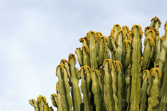 Cactus with Blue Sky Background