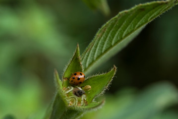 a small red beetle is walking on the branch