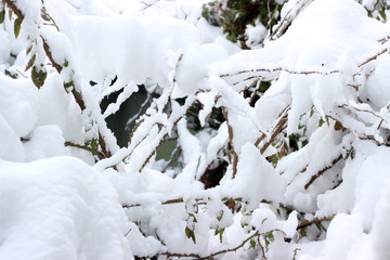Tree branches snow covered bare winter white