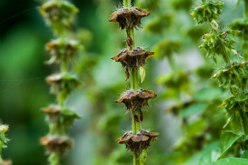 small flower stems that line and dry