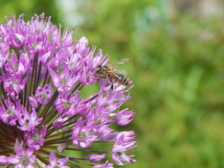 Bee on a flower
