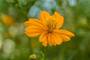 yellow flower with green leaf isolation