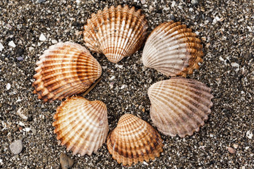 Sea Shells on the Beach