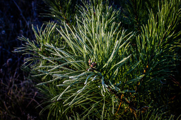 Naklejka na ściany i meble Pine needles were covered with frost.Coniferous branches covered with hoarfrost