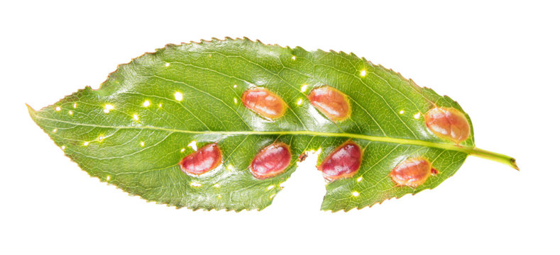 Red galls of Willow bean-gall sawfly or Euura proxima (syn. Pontania proxima) on willow leaf isolated on white background
