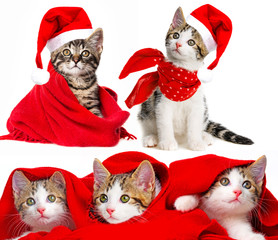 cute kittens with a red scarf and santa caps