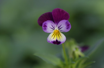 Fleurs de Viola