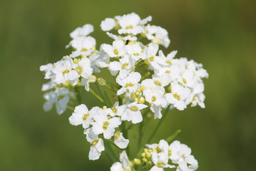 Fototapeta premium Horseradish or Armoracia rusticana in wild, Belarus. Inflorescence with white flowers