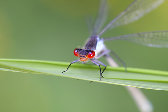 Red-eyed damselfly, Erythromma najas, artistic impression