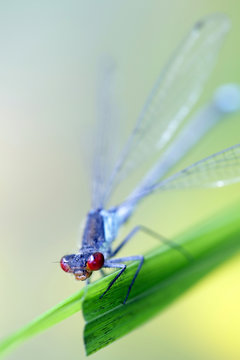 Red-eyed damselfly