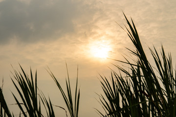 silhouette grass at sunset. beautiful natural scene in the field
