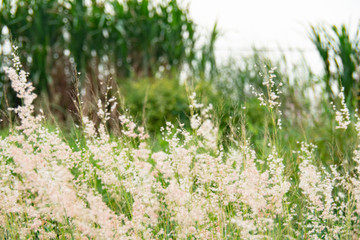 white natural grass flower in garden. background for nature and freshness