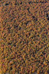 Aerial View of Autumnal Trees