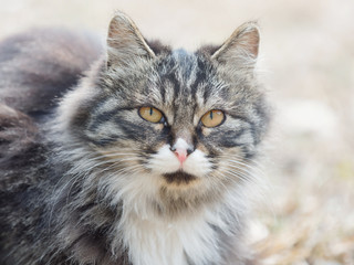 Portrait of a fierce Chinese cat with black, brown and white fur.