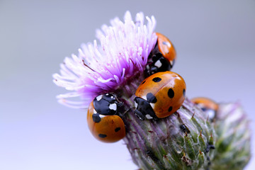 Ladybirds hunting aphids on creeping thistle