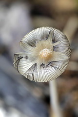 Inkcap mushroom