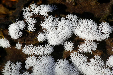 Coral slime mold