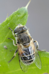 Hoverfly or hover fly, Eristalis arbustorum
