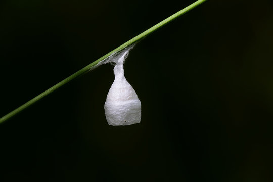  Egg sac or cocoon of a liocranid spider