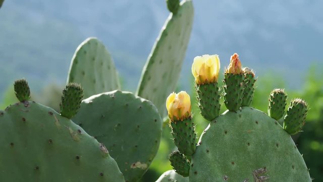 Cactus Opuntia prickly pear with edible yellow fruits. Turkey.