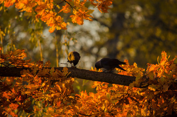 A branch of autumn oak with yellow leaves, two birds of a jackdaw sit on a branch