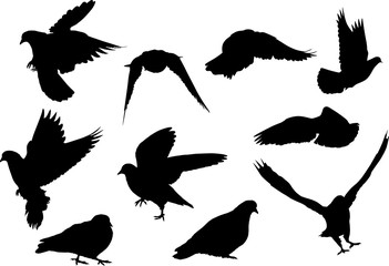 ten dove black silhouettes isolated on white