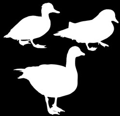 three silhouettes of standing ducks on black