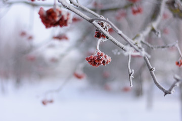 A single bunch of Rowan on a branch