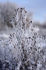 A lonely in the field of dry shrub covered with snow
