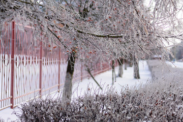 Birch and a number of shrubs covered with icy glaze