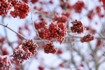 Clusters of Rowan on snow-covered branches