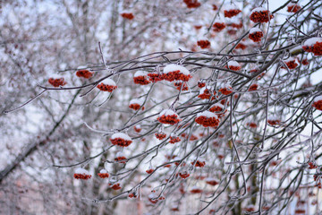 Clusters of Rowan on snow-covered branches